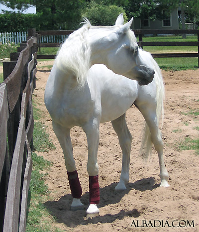 Al Adeed Al Shaqab ( Ansata Halim Shah x Sundar Alisayyah )